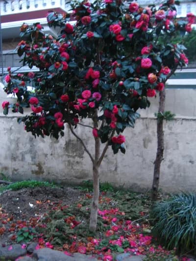 Canon DIGITAL IXUS 700 — 2009-04-05