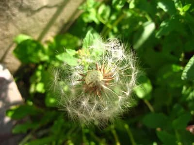 Canon DIGITAL IXUS 700 — 2009-05-04